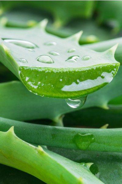 Lô hội giúp tạo nên một loại mặt nạ tuyệt vời và cũng là một nguyên liệu tuyệt vời cho các công thức làm mặt nạ tóc