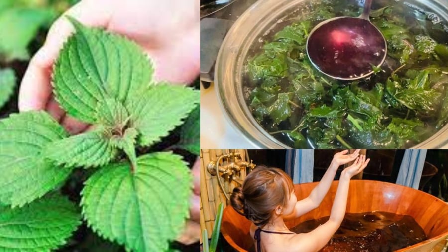 Lá tía tô nấu lấy nước tắm thư giãn làm trắng sáng da