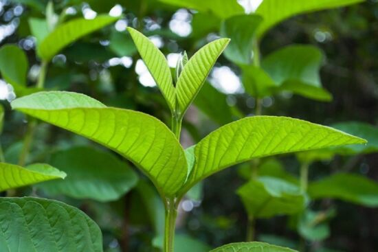 Loại lá tưởng bỏ đi lại là thần dược chăm sóc da cực đỉnh