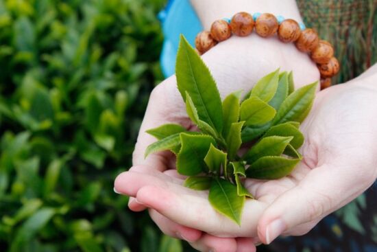 Chiết xuất trà xanh có tác dụng gì với làn da?